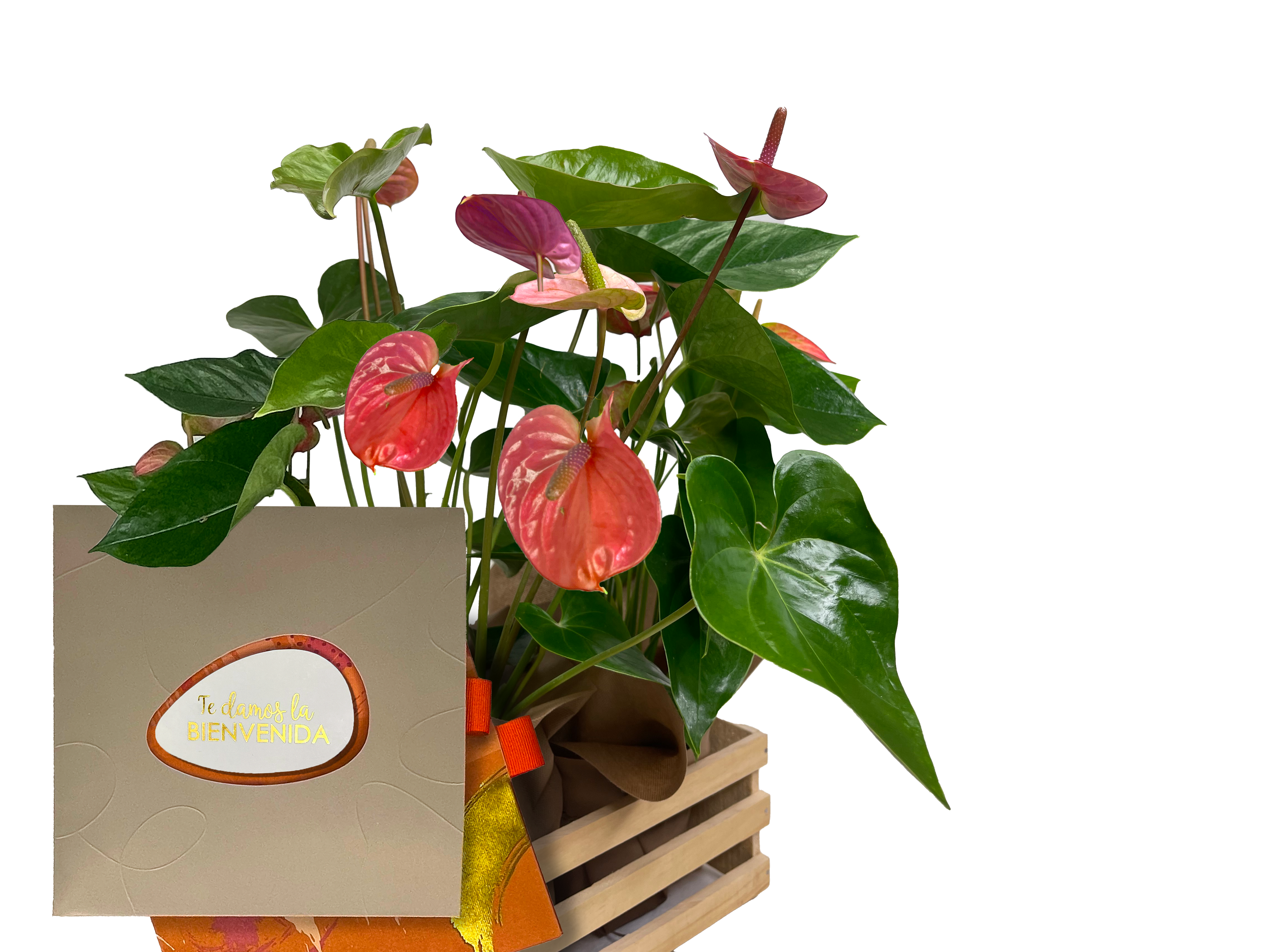 Bono de Toda Ocasión en sobre y dos plantas en contenedor de madera